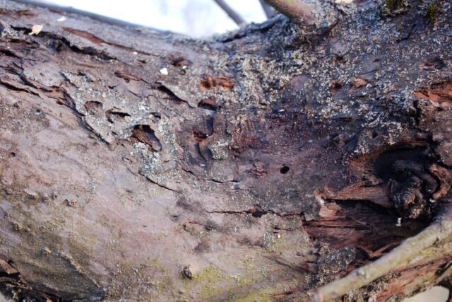 Problémy zahrádkářů - stará jabloň