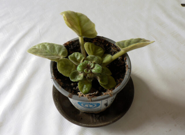 Problémy zahrádkářů s fialkami: napadení roztočíkem