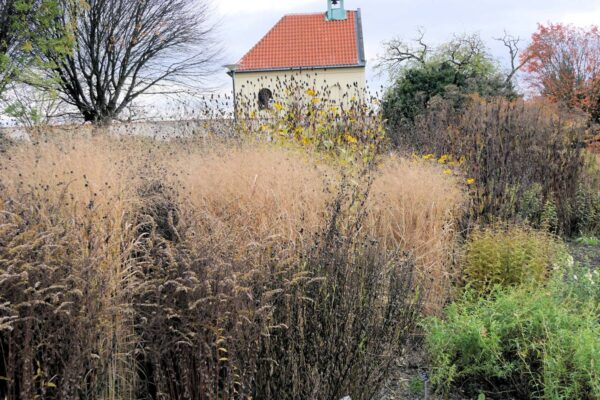okrasné trávy na podzim