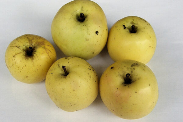 Jadernička moravská