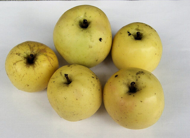 Jadernička moravská