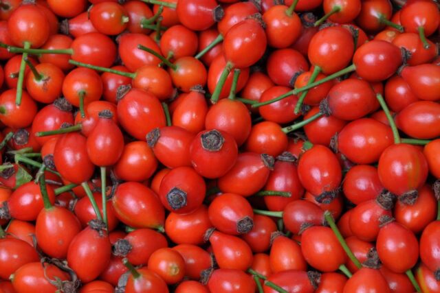 Růže šípková plodem jsou šípky