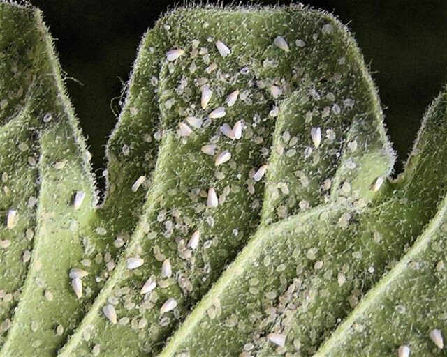 Molice skleníková - obávaný škůdce