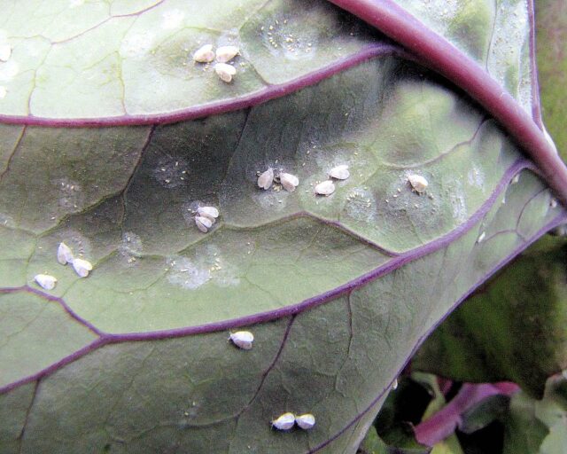 Molice vlaštovičníková - škůdce