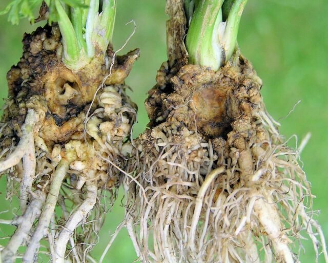 Poškozený celer larvami osenice