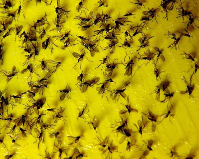 Škůdce smutnice na lepové desce