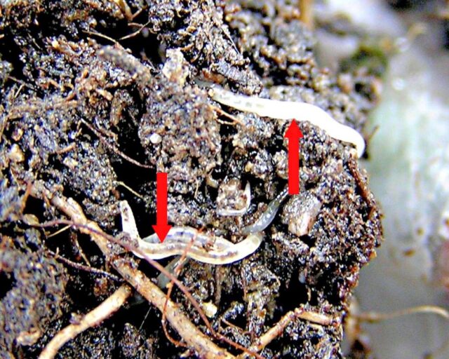 Smutnice - škůdce zahrádkářů