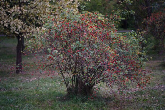 Solitérní šípkový keř