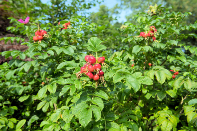 Keře růže svraskalé dorůstají až do 2 metrů