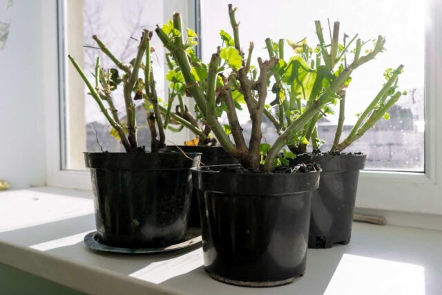 Uchování muškátů přes zimu 