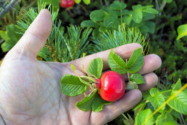 Šípek růže svraskalé