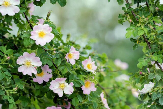 Květy růže šípkové