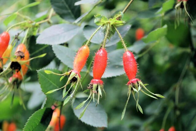 Šípky růže Moeysovy dosahují až 6 cm