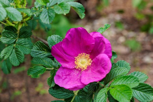 Rosa rugosa krásně kvete