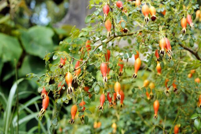 Keř růže Moeysovy