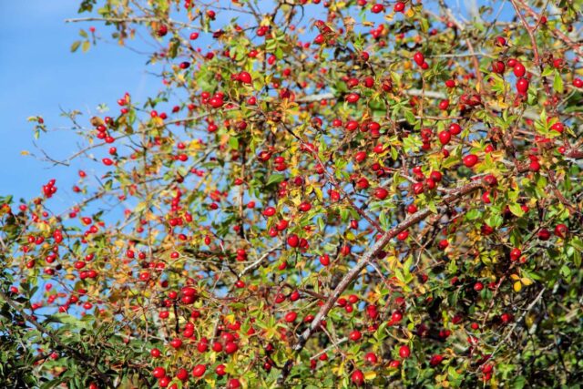 Plody růží - šípky