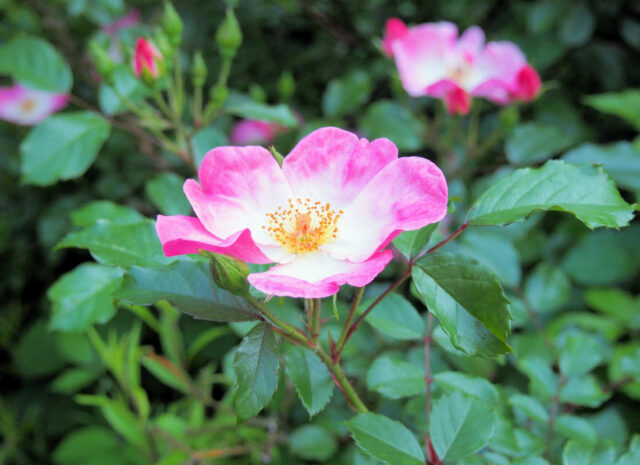 Květ růže dužnoplodé