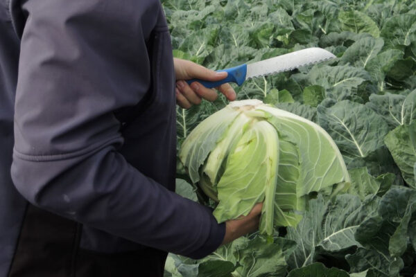 Jak na skladování zeleniny?