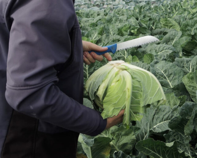 Jak na skladování zeleniny?