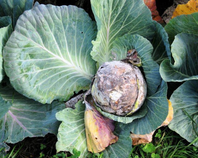 Jak na skladování zeleniny?