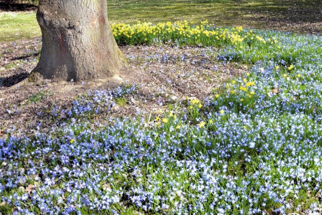 Cibulovin\ v jarní zahradě
