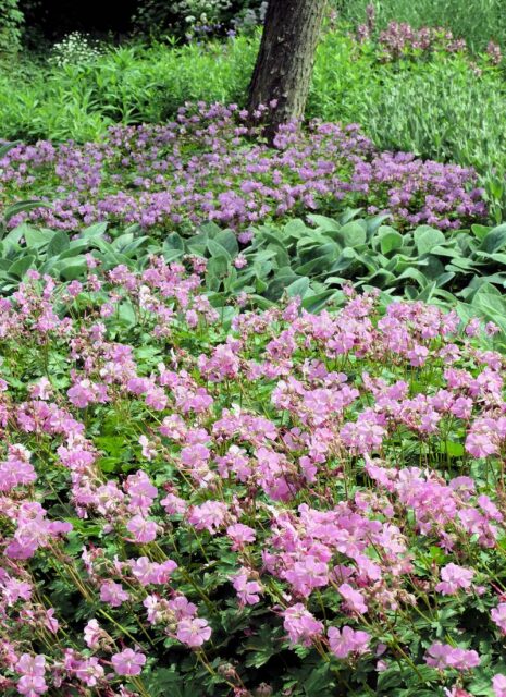 Trvalky vhodné pro pokryv půdy - Gearnium