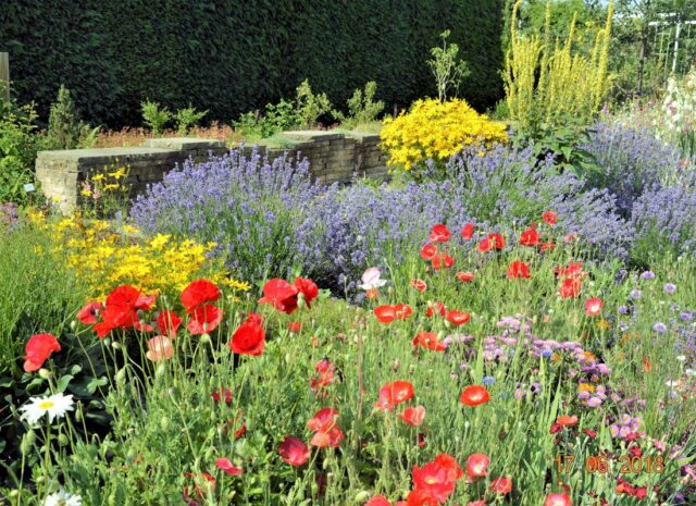 Trvalkové záhony vévodí zahradám v létě