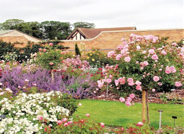 Růže patří do každé zahrady