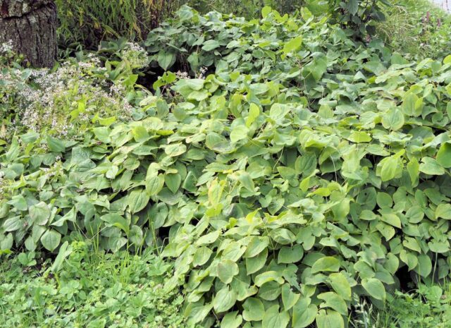 Trvalky vhodné pro pokryv půdy - Škornice