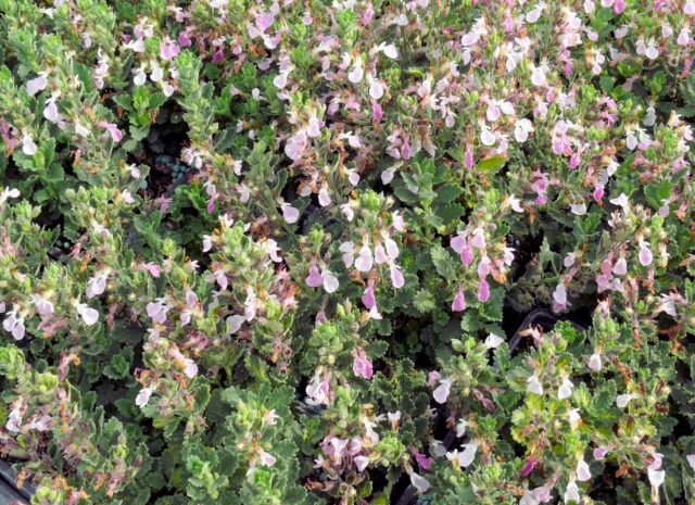 Trvalky vhodné pro pokryv půdy - Teucrium