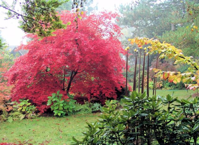 Výrazný javor dlanitolistý