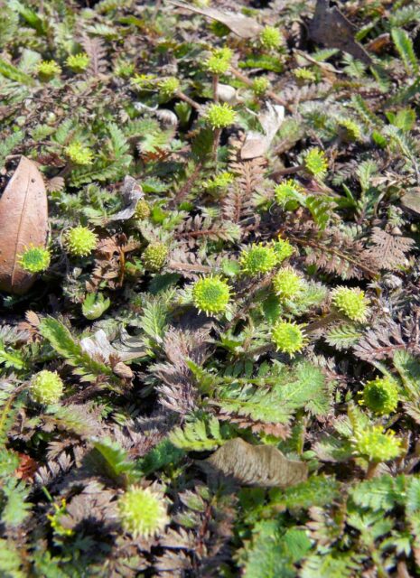 Trvalky vhodné pro pokryv půdy - Cotula