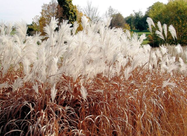 Kvetoucí okrasné trávy