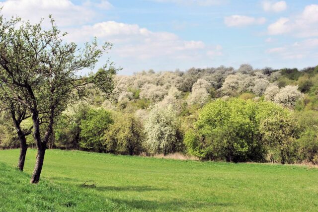 Ovocné sady v krajině