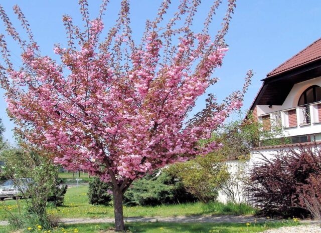 Rozkvetlá mandloň v zahradě
