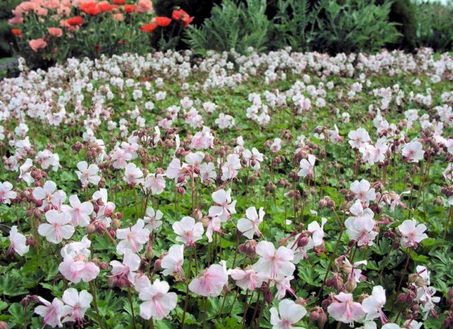 Trvalky vhodné pro pokryv půdy - Geranium