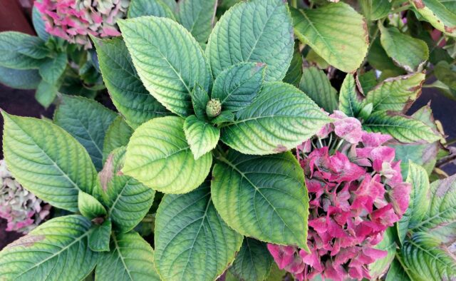 Aktuální problémy zahrádkářů - změna barvy listů hortenzie