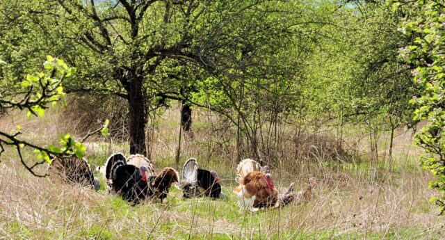 V ovocných sadech najdeš i řekvapení