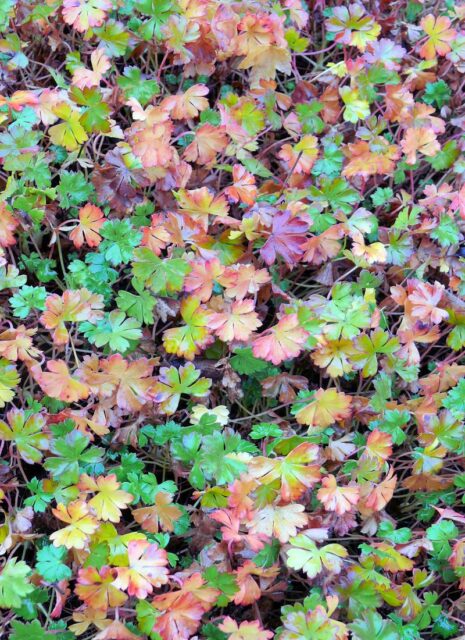 Trvalky vhodné pro pokryv půdy -