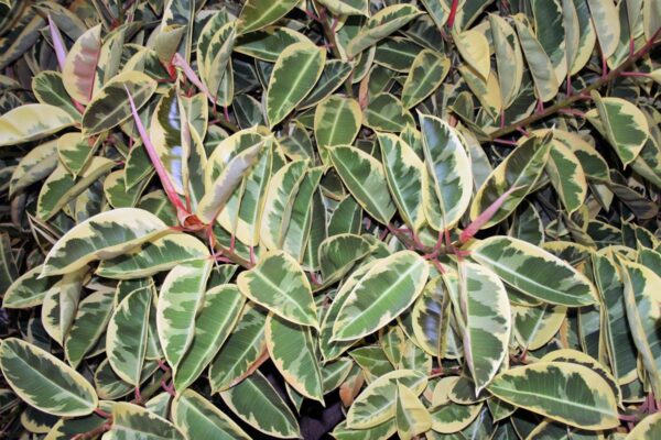 Ficus elastica Tineke