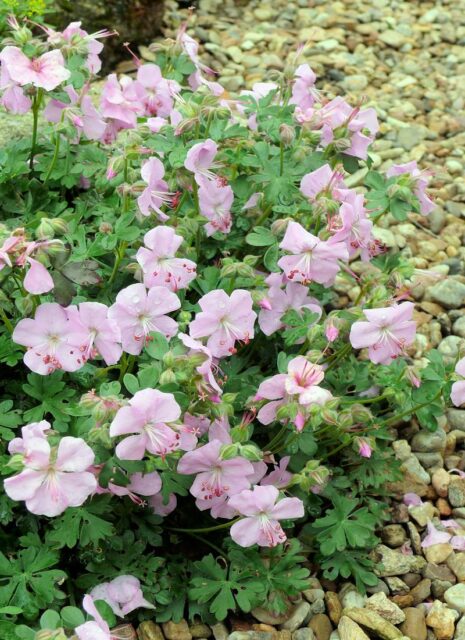 Trvalky vhodné pro pokryv půdy - Geranium