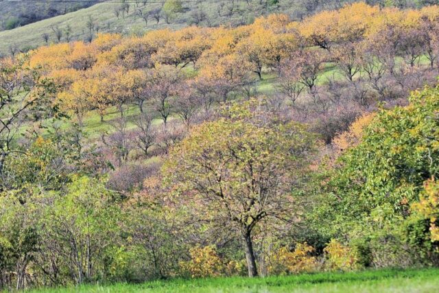 Ovocné meruňkové sady na podzim