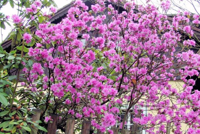 Neobvyklé barvy květů rododendronů zdobí na jaře zahradu