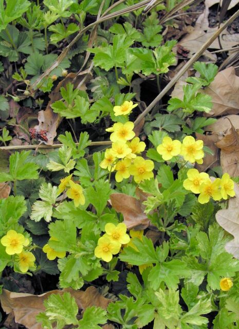 Trvalky vhodné pro pokryv půdy - Waldsteinia