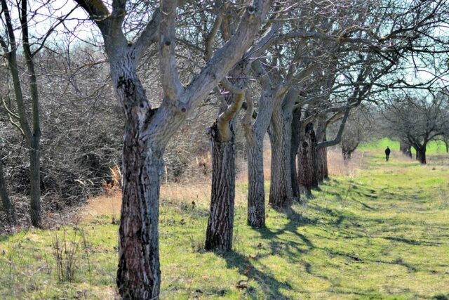 Ořešáky jsou působivé i bez listí