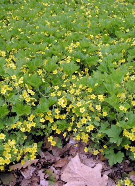 Trvalky vhodné pro pokryv půdy - Waldsteinia