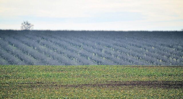 Intenzivní produkční ovocné sady