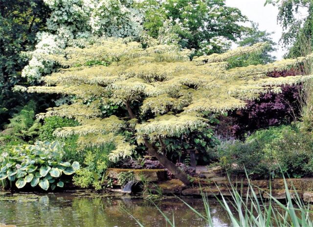 Zajímavý kultivar svídy sporné