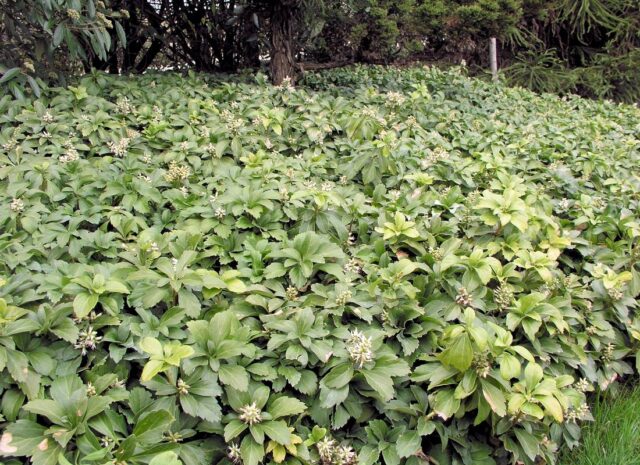 Trvalky vhodné pro pokryv půdy - Pachysandra