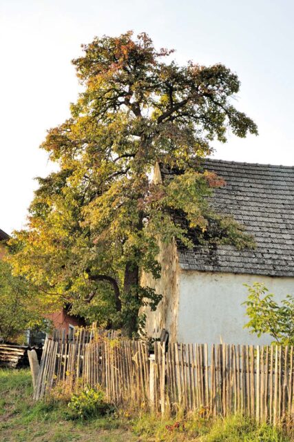 Solitérní ovocný strom